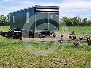 Chicken farm in a lush green field with chicken grazing