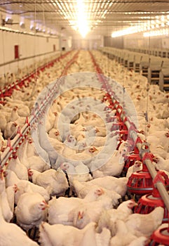 Chicken Farm, Poultry