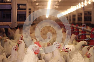 Chicken Farm, Poultry photo