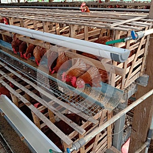 Chicken farm with profesional working