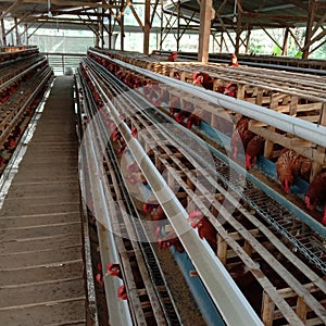 Chicken farm with tradisional sistem photo