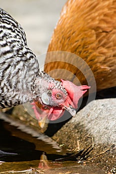 Chicken farm water drinking