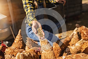 chicken farmer woman looks to camera with her hens at a farmside