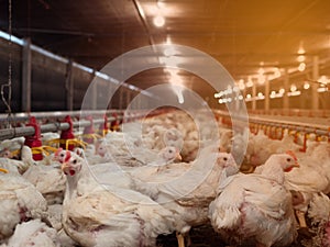 Chicken farming with yellow light