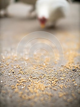 Chicken Feed on The Floor