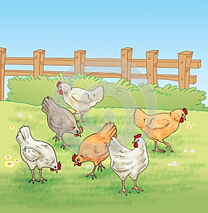 Chicken feeding in the farm