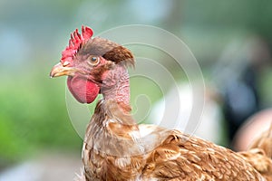 Chicken feeding on traditional rural barnyard. Hens on barn yard in eco farm. Free range poultry farming concept