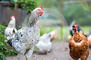 Chicken feeding on traditional rural barnyard. Hens on barn yard in eco farm. Free range poultry farming concept