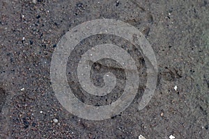 Chicken feet on the ground