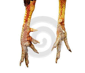 Chicken feet on white