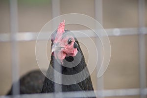 Chicken Fence