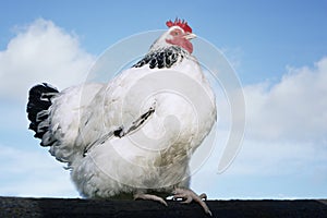Chicken On Fence Against Sky
