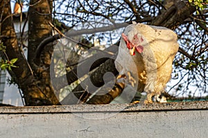 Chicken on the fence. White chicken stands on a fence against