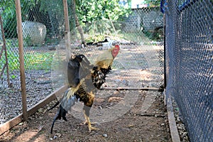 The chicken fighting