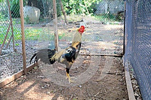 The chicken fighting