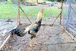 The chicken fighting