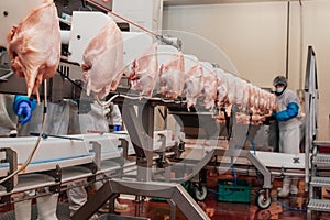 Chicken fillet production line . Factory for the production of food from meat.Modern poultry processing plant.Conveyor Belt Food.