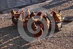 Chicken; chook photo