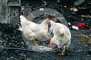 Chicken after a fire in a rural house