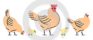 Chicken flat vector illustration. Isolated orange rooster, hens and yellow cute chicks. Hennery, poultry farm, bird