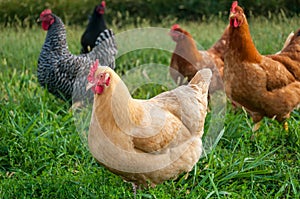 Chicken flock