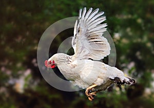 Chicken flying in nature, hen