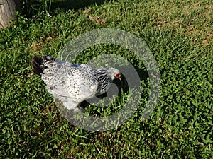 Chicken foraging in the yard for bugs