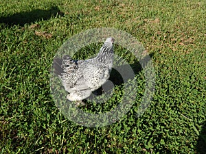 Chicken foraging in the yard for bugs