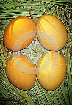 Chicken four eggs in outdoor