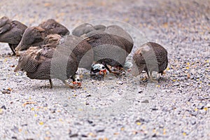 Chicken free range on the ground.