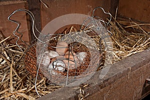 Chicken freerange organic eggs in wire basket
