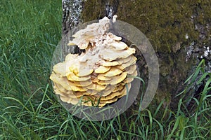 Chicken fungus growing on a tree