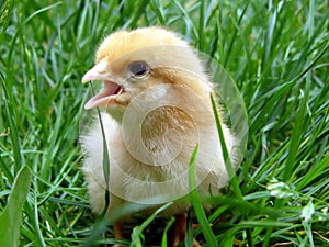 Chicken gamboge