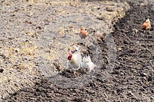 chicken in the garden on the dark plowed ground