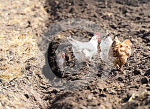 chicken in the garden on the dark plowed ground