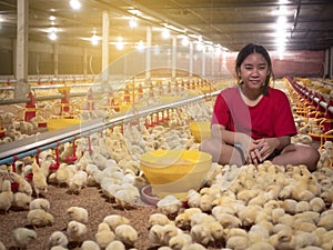Chicken and girl in the chicken farm