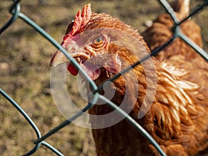 Chicken glancing behind the wire fence