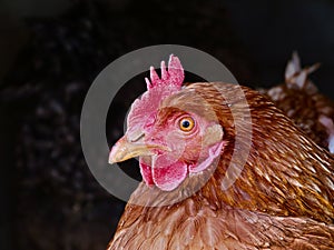 Chicken glancing at camera lens