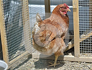 Chicken going in a henccop