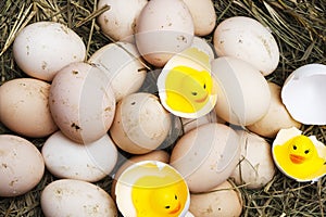 Chicken, goose, duck eggs, chickens lie on the hay, chikens coming out of a brown eggs