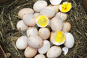 Chicken, goose, duck eggs, chickens lie on the hay, chikens coming out of a brown eggs