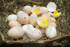 Chicken, goose, duck eggs, chickens lie on the hay, chikens coming out of a brown eggs