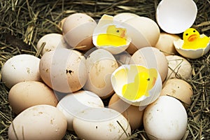 Chicken, goose, duck eggs, chickens lie on the hay, chikens coming out of a brown eggs