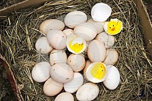 Chicken, goose, duck eggs, chickens lie on the hay, chikens coming out of a brown eggs