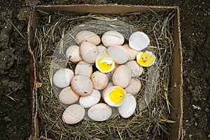 Chicken, goose, duck eggs, chickens lie on the hay, chikens coming out of a brown eggs