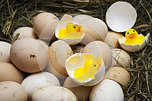 Chicken, goose, duck eggs, chickens lie on the hay, chikens coming out of a brown eggs