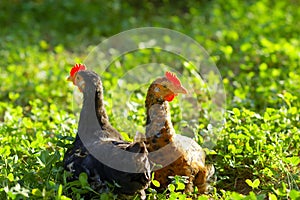 Chicken on grass