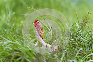 Chicken in The Grass