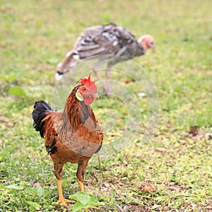 Chicken on the grass
