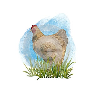 Chicken in the grass against the sky isolated on a white background. Watercolor illustration of a beige chicken. Farm animals in